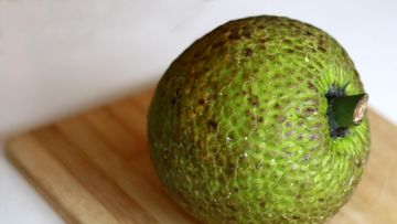 Sukun Disebut Berpotensi Jadi Superfood Masa Depan Indonesia