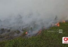 Kebakaran Hutan di Kalimantan Makin Parah, Asap Tebal Selimuti Jalan Raya
