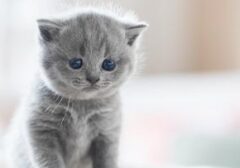 Tren Unik Parfum Aroma Bulu Anak Kucing, Seperti Apa Wanginya?