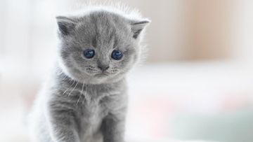 Tren Unik Parfum Aroma Bulu Anak Kucing, Seperti Apa Wanginya?