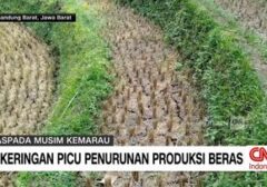 Dampak Kemarau Panjang: Warga Parepare Krisis Air Bersih hingga Gagal Panen