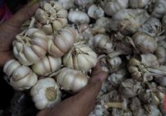Harga Bawang Putih Melonjak di 248 Daerah, BPS Beri Peringatan Inflasi