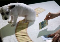 Tren Unik di Korea Selatan: Jasa Ramalan Tarot untuk Hewan Peliharaan Kian Diminati