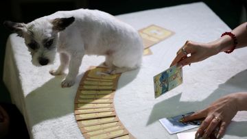 Tren Unik di Korea Selatan: Jasa Ramalan Tarot untuk Hewan Peliharaan Kian Diminati