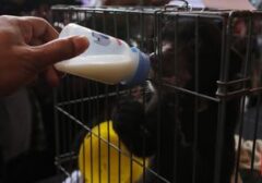 Konflik Beruang Madu dengan Warga di Riau, BBKSDA Pasang Kandang Jebak