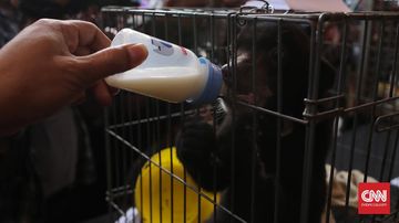 Konflik Beruang Madu dengan Warga di Riau, BBKSDA Pasang Kandang Jebak