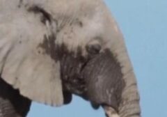 Tragedi di Kenya: 15 Gajah Ditemukan Mati Diduga Akibat Pestisida