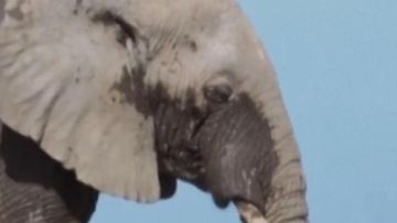 Tragedi di Kenya: 15 Gajah Ditemukan Mati Diduga Akibat Pestisida