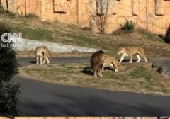 Gelombang Panas Ekstrem di Jepang, Tiga Singa di Kebun Binatang Tokyo Mati