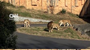Gelombang Panas Ekstrem di Jepang, Tiga Singa di Kebun Binatang Tokyo Mati